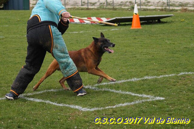 2017 Ring-Chassal-Deckers (102) (Copier).jpg